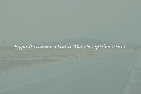 Exquisite cameras plant to Dazzle Up Your Décor  